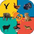 动物叫声模拟游戏官方版v1.0