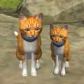 可爱小猫模拟器游戏官方最新版v1.0.3