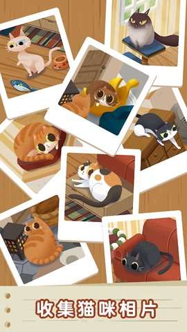 猫猫慵懒的日常游戏