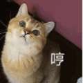 一颗不落小糖喵喵