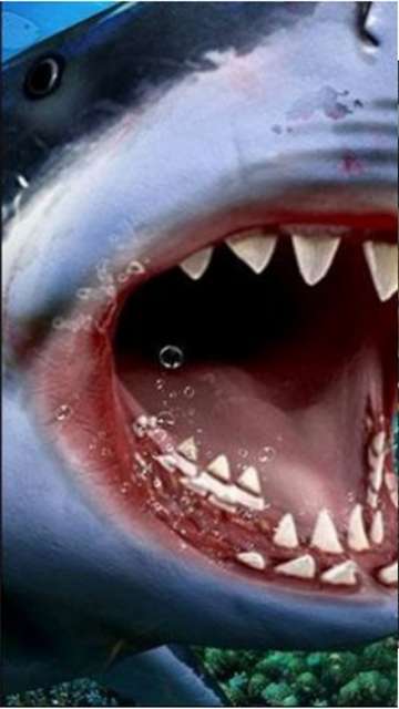 狩猎食人鲨 手机版